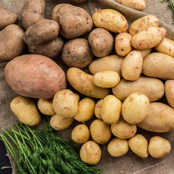 قیمت خرید سیب زمینی آبگوشتی + فروش ویژه